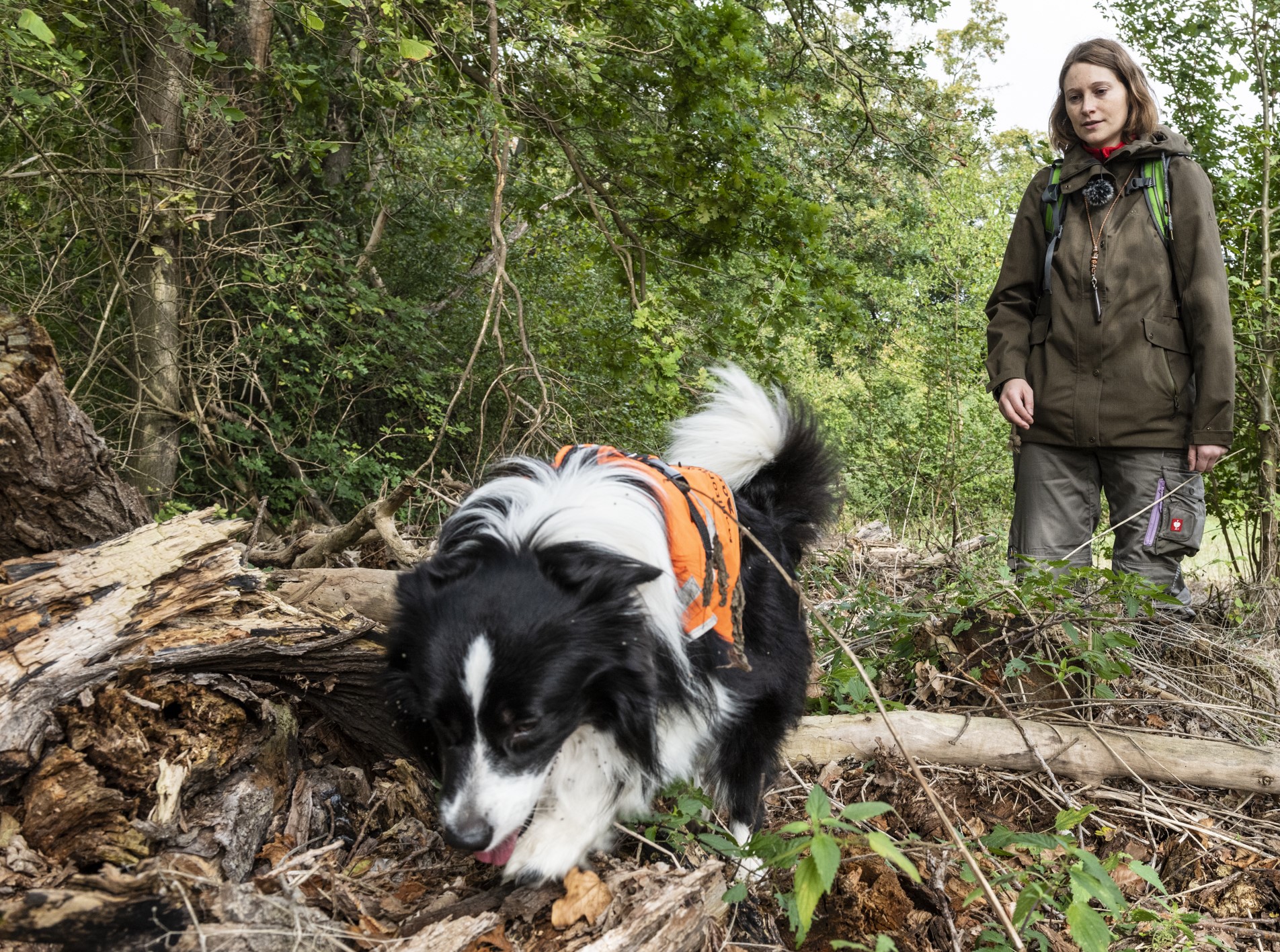 Sp&uuml;rhund bei der Molchsuche
